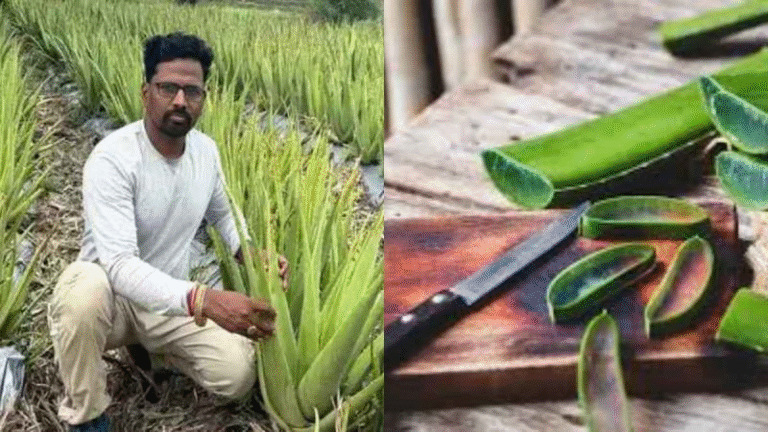 Aloe Vera Manufacturing Company Recruitment 2025 – Apply Now for Various Job Roles!